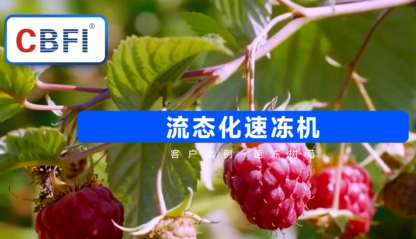 速冻树莓 - 速冻流程 - 客户案例 - 流态化速冻机
