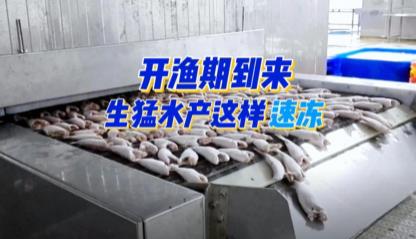 越南隧道速冻机 - 鱼虾客户案例 - 速冻流程