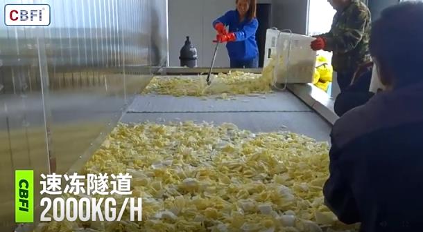 蔬菜大型速冻机设备哪家厂商品牌比较好呢