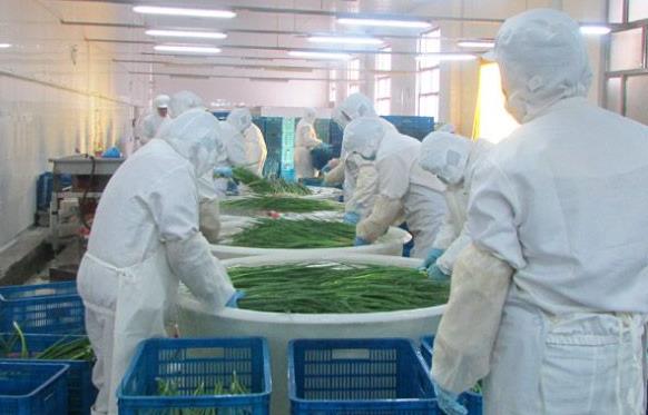 广州冰泉制冷设备公司的蔬菜速冻机