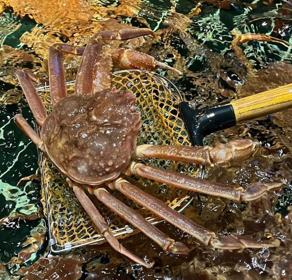 不同的海鲜种类对冷冻条件有着各异的要求