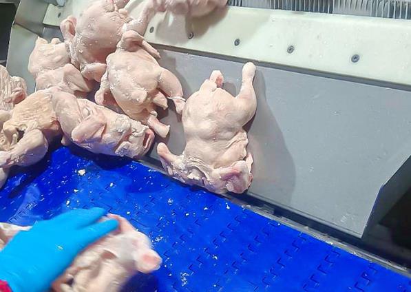 鸡肉速冻设备？设备维护保养技巧