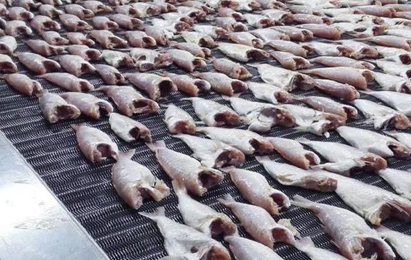 如何在上海选择最适合的速冻机械？这5个要点不容忽视！