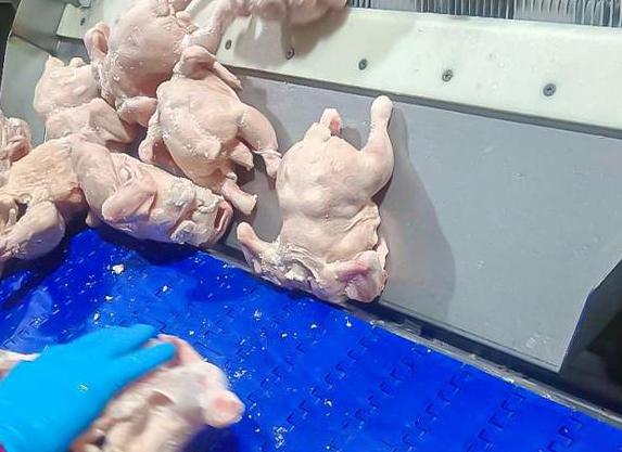 食品速冻设备市场，设备维护和保养全攻略 (图2)